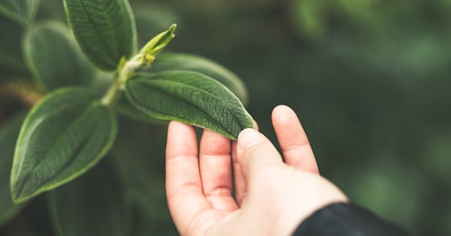 person holding green leaf