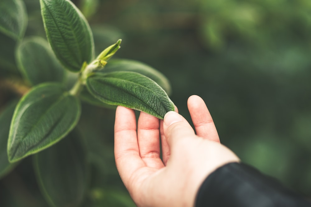 person holding green leaf