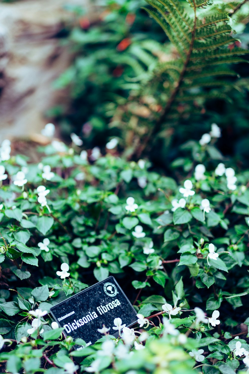 green leafed plant