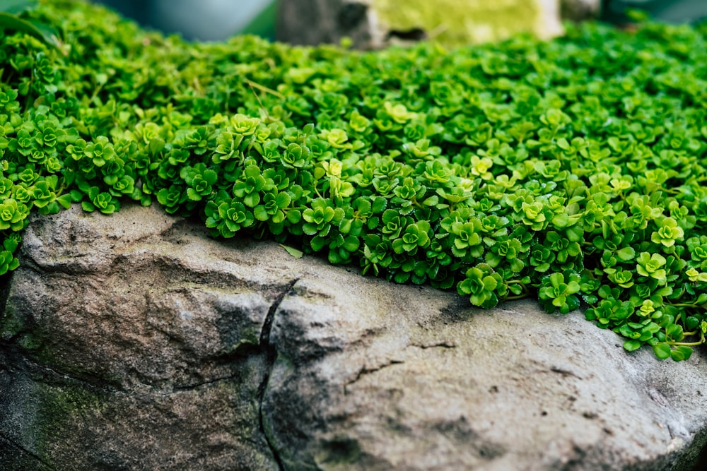 green plants on gray rock