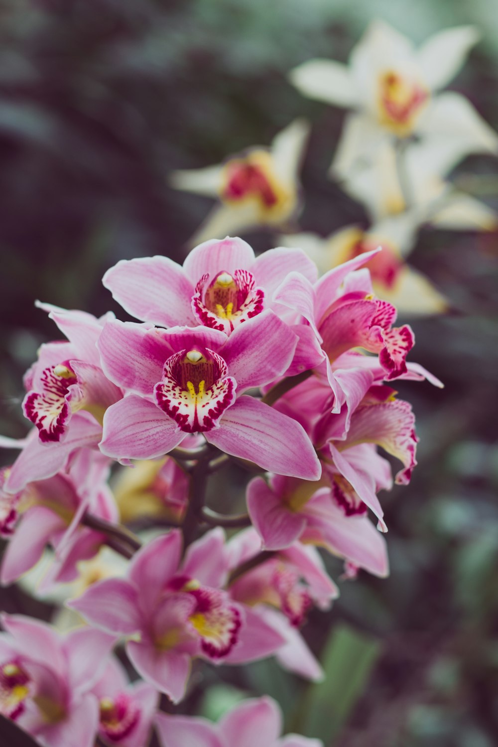 pink flowers