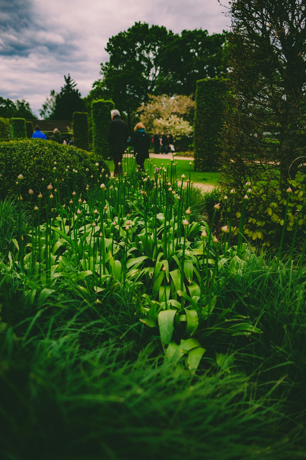 green leafed plants