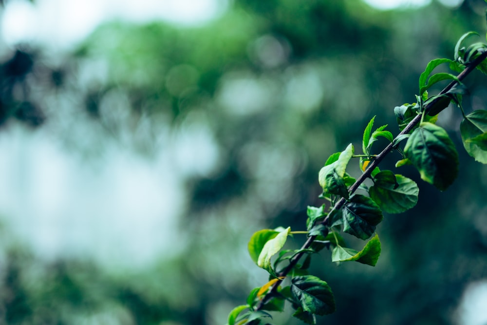 selective focus photography of green leafed plant