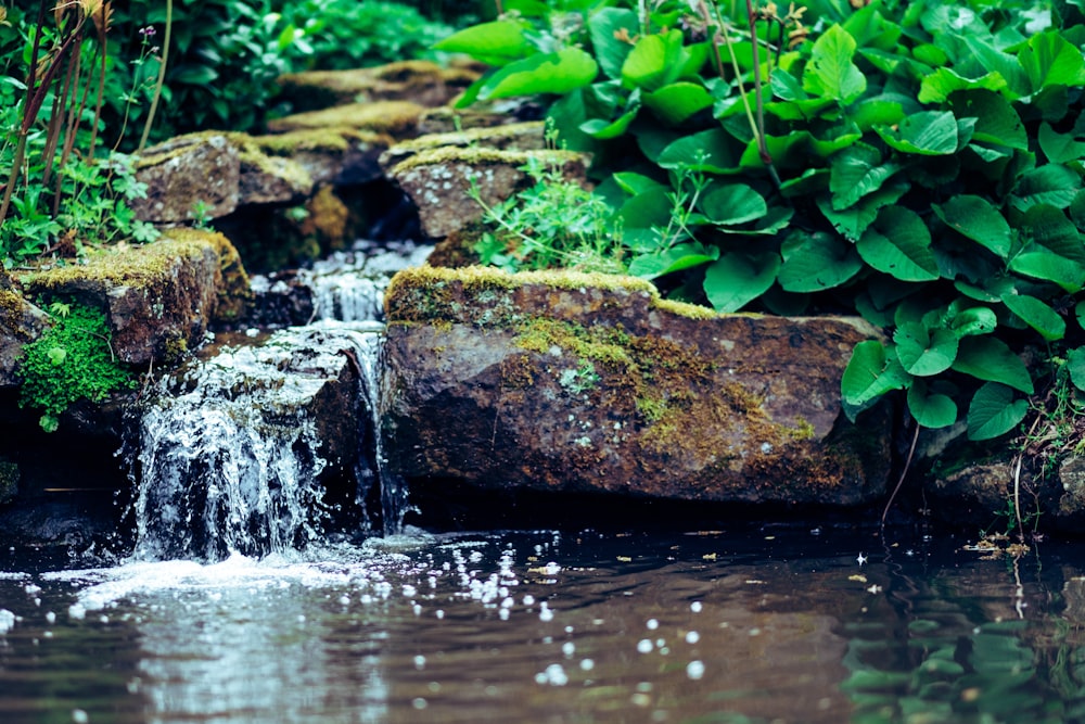 waterfalls near plants