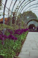 purple flowers in bloom inside greenhouse