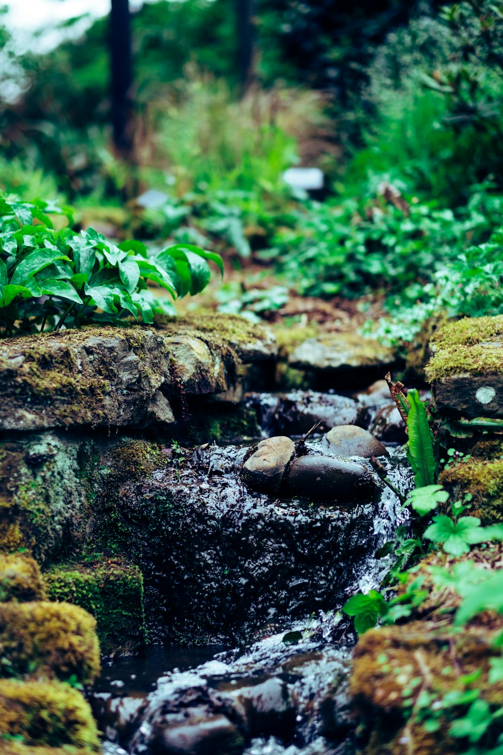 waters flowing on rocks beside leaves during day