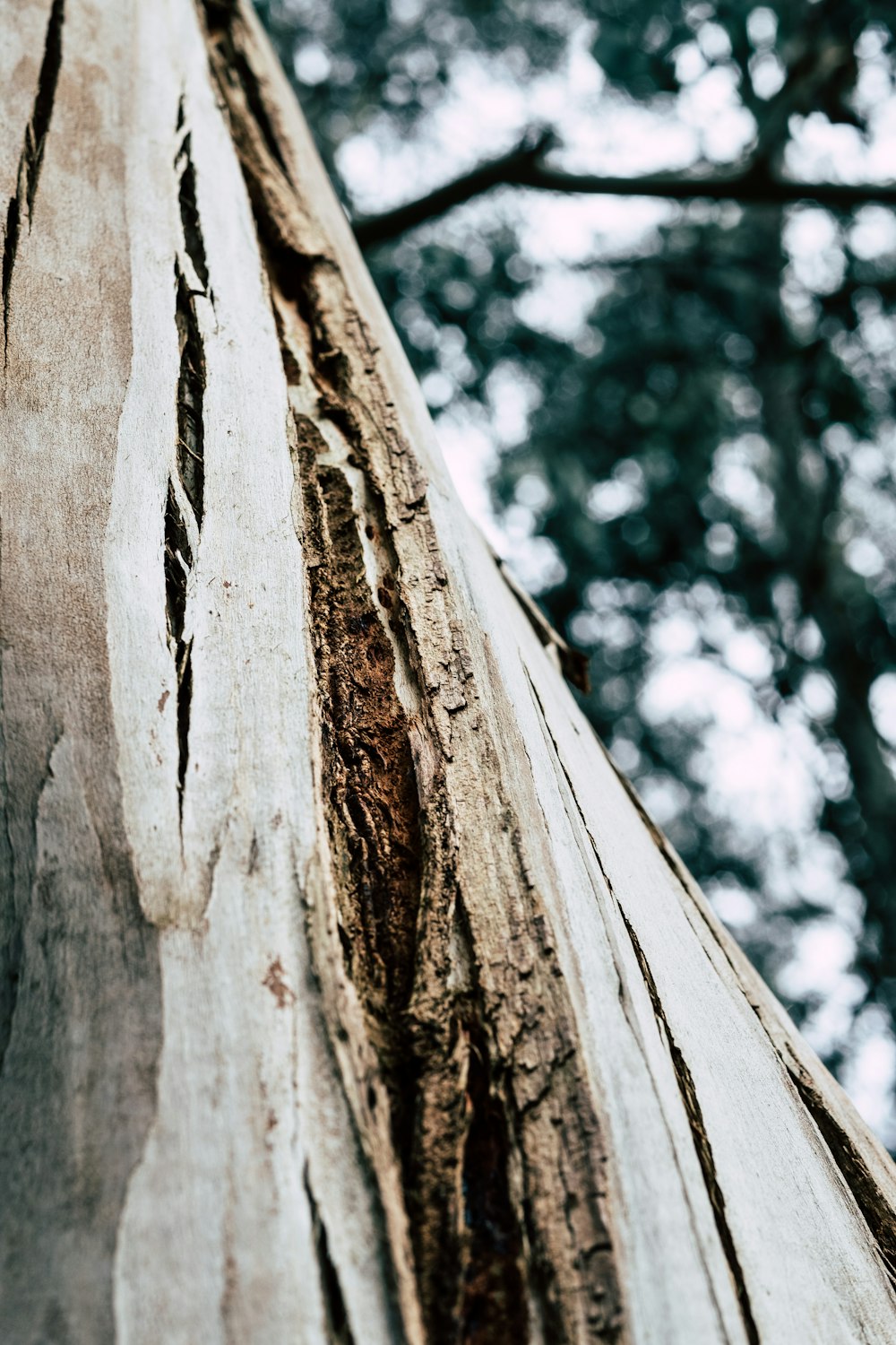 a close up of the bark of a tree