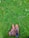 A pair of stylish leather shoes with a mix of brown and camo patterns is placed on lush green grass. The shoes feature intricate detailing and seem to be made for both fashion and durability.