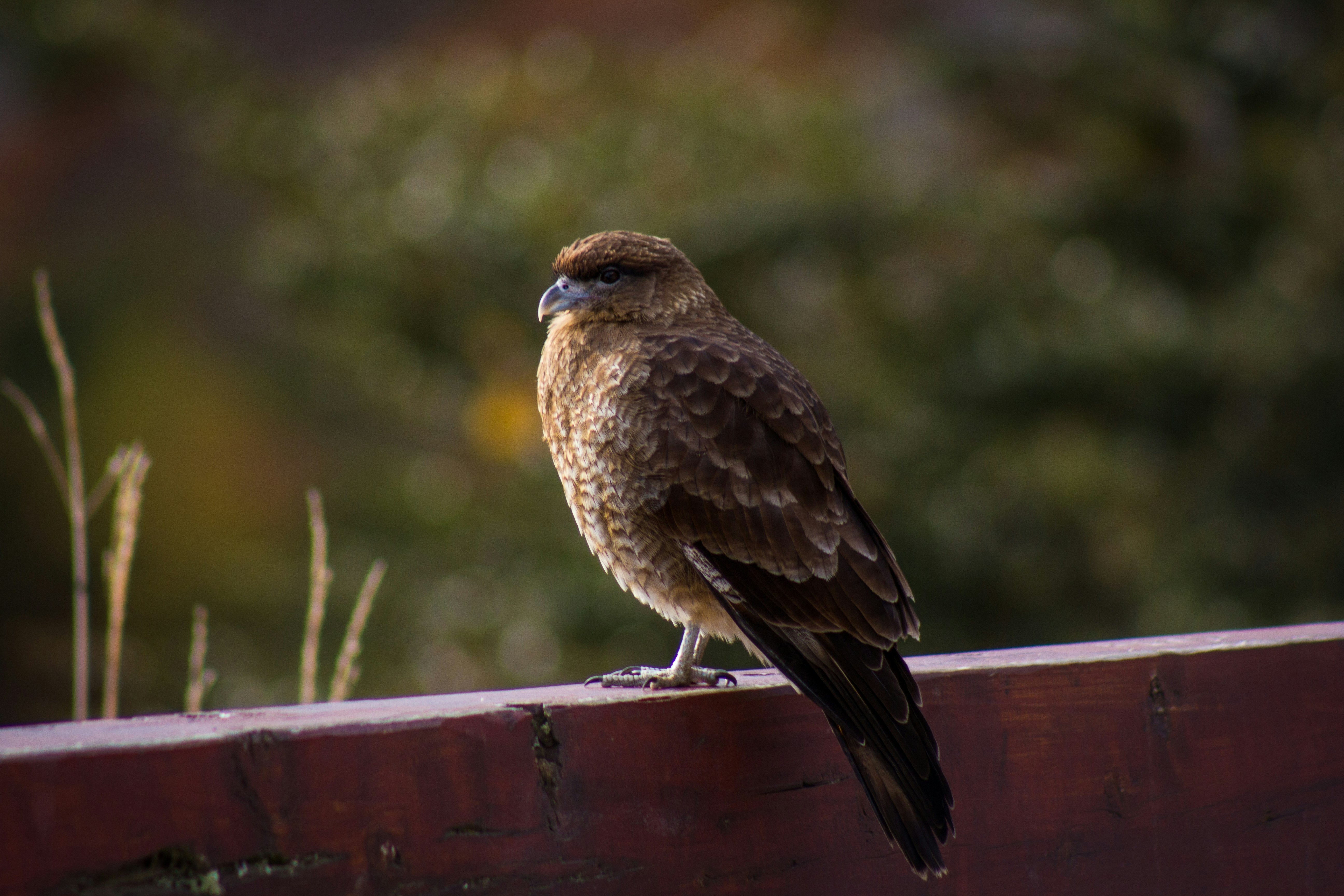 brown bird on red fence