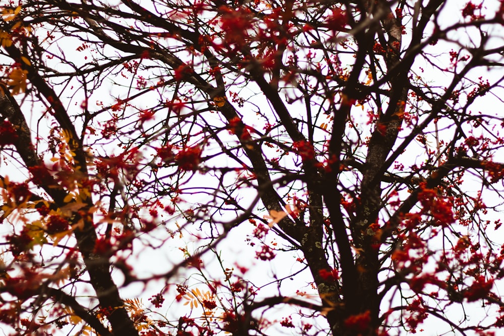 Hojas rojas en el árbol de arce