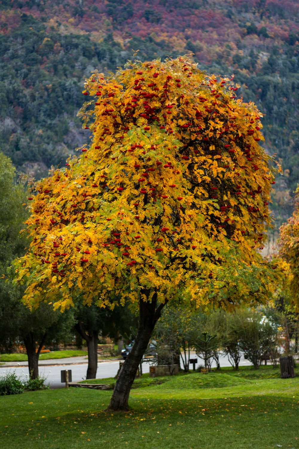 green-leafed tree during daytime