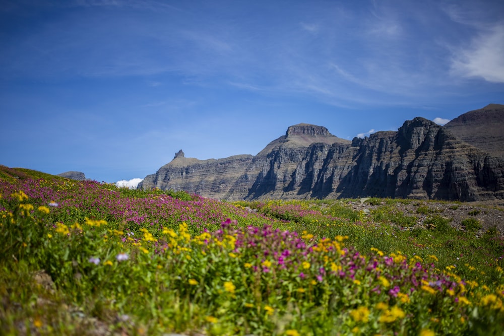 flower field with rock canyon in background
