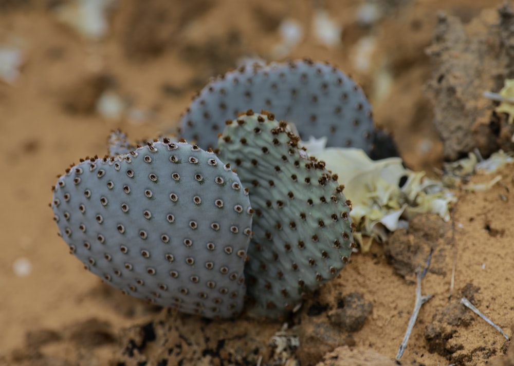 green cactus in soil