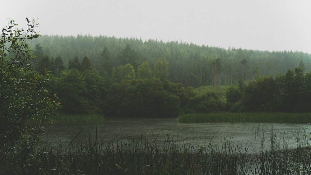 body of water surround by trees