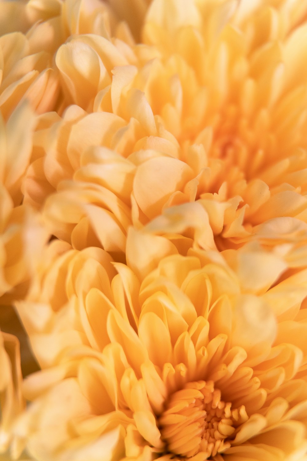 shallow focus photo of orange flowers