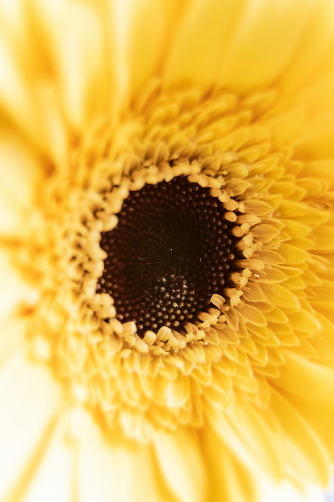 yellow petaled flower close-up photography