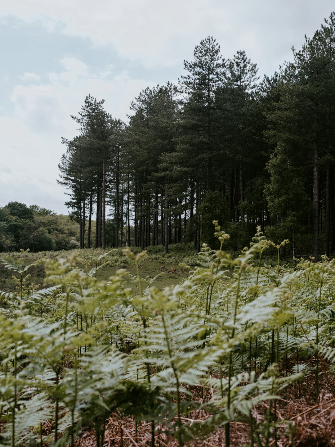 green ferns by treeline during daytime