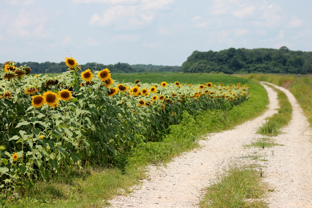 sunflower field under blue sky