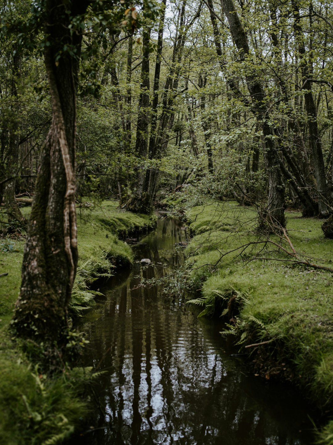 forest between river