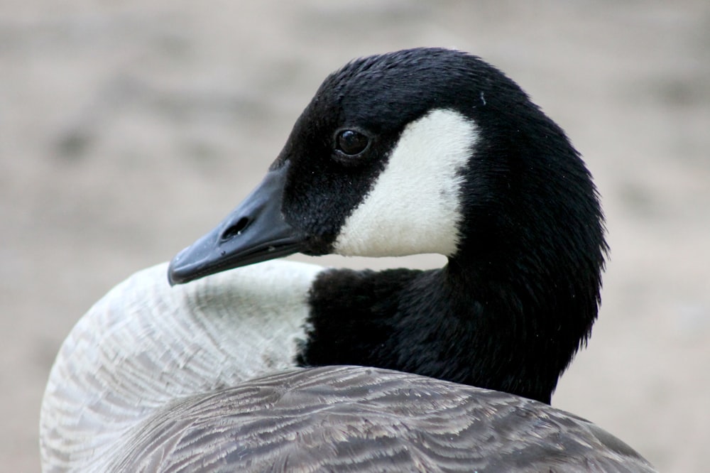 shallow focus photo of black and white goose