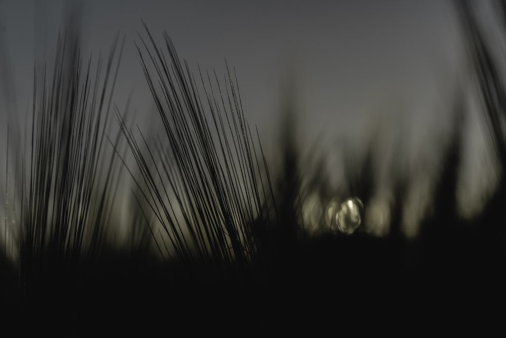 silhouette of grass