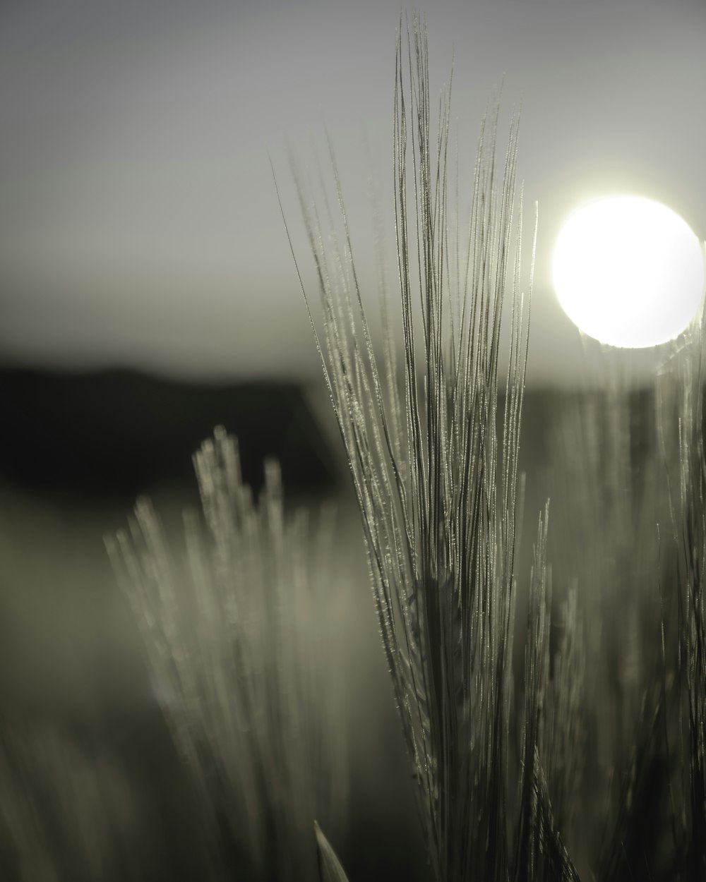 selective focus photography of grasses