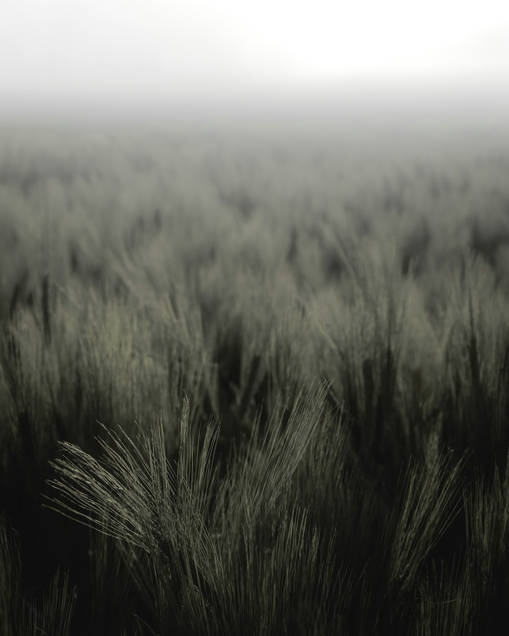 a black and white photo of a field of grass