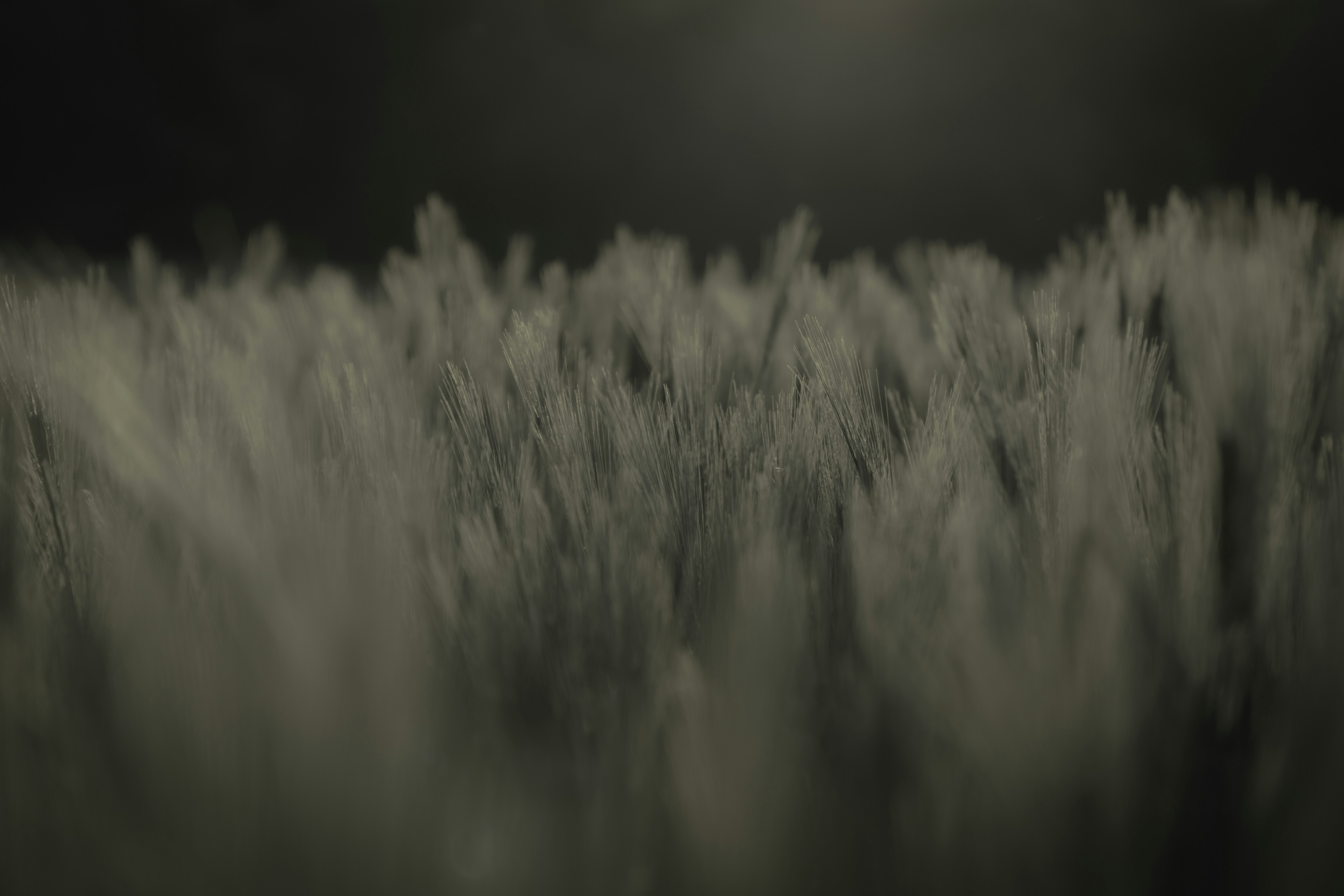 white grasses