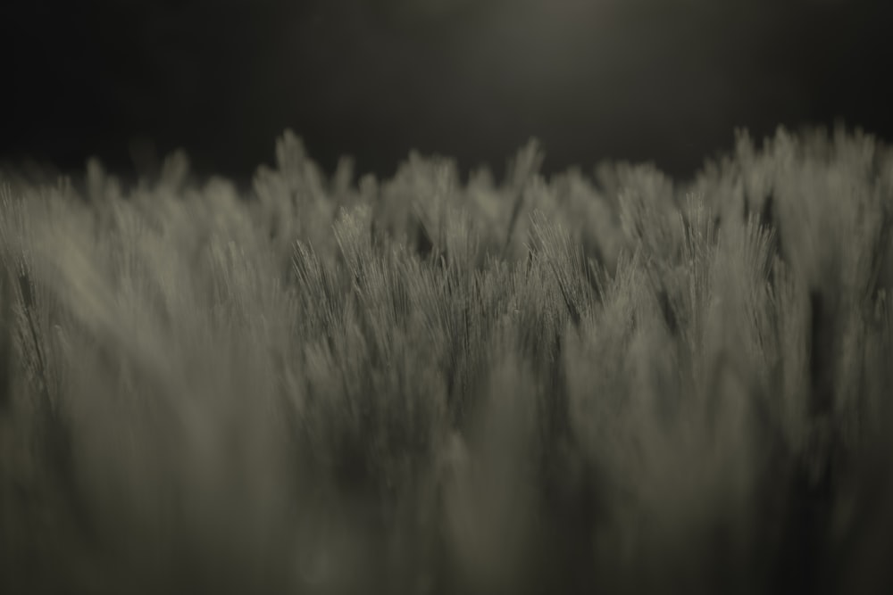 white grasses