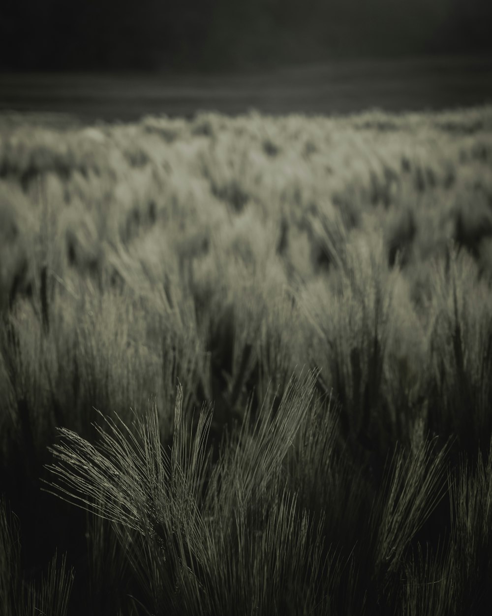 greyscale grass field photo