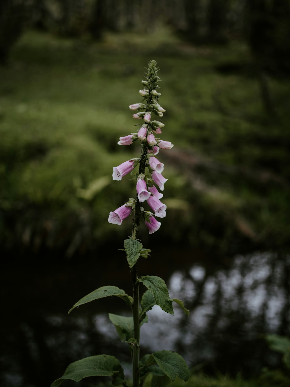 shallow focus photo of purple foxgloves