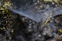A close-up view of a woodlouse on a web-like structure against a backdrop of soil and small plants. The woodlouse is positioned on the right side, with the surrounding soil containing small green plants and moss. Fine web strands can be seen draped over the surface.
