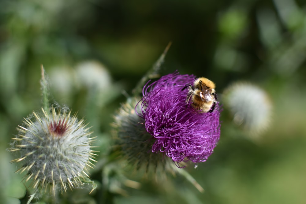 Photographie sélective de mise au point de l’abeille sur le dessus de la fleur