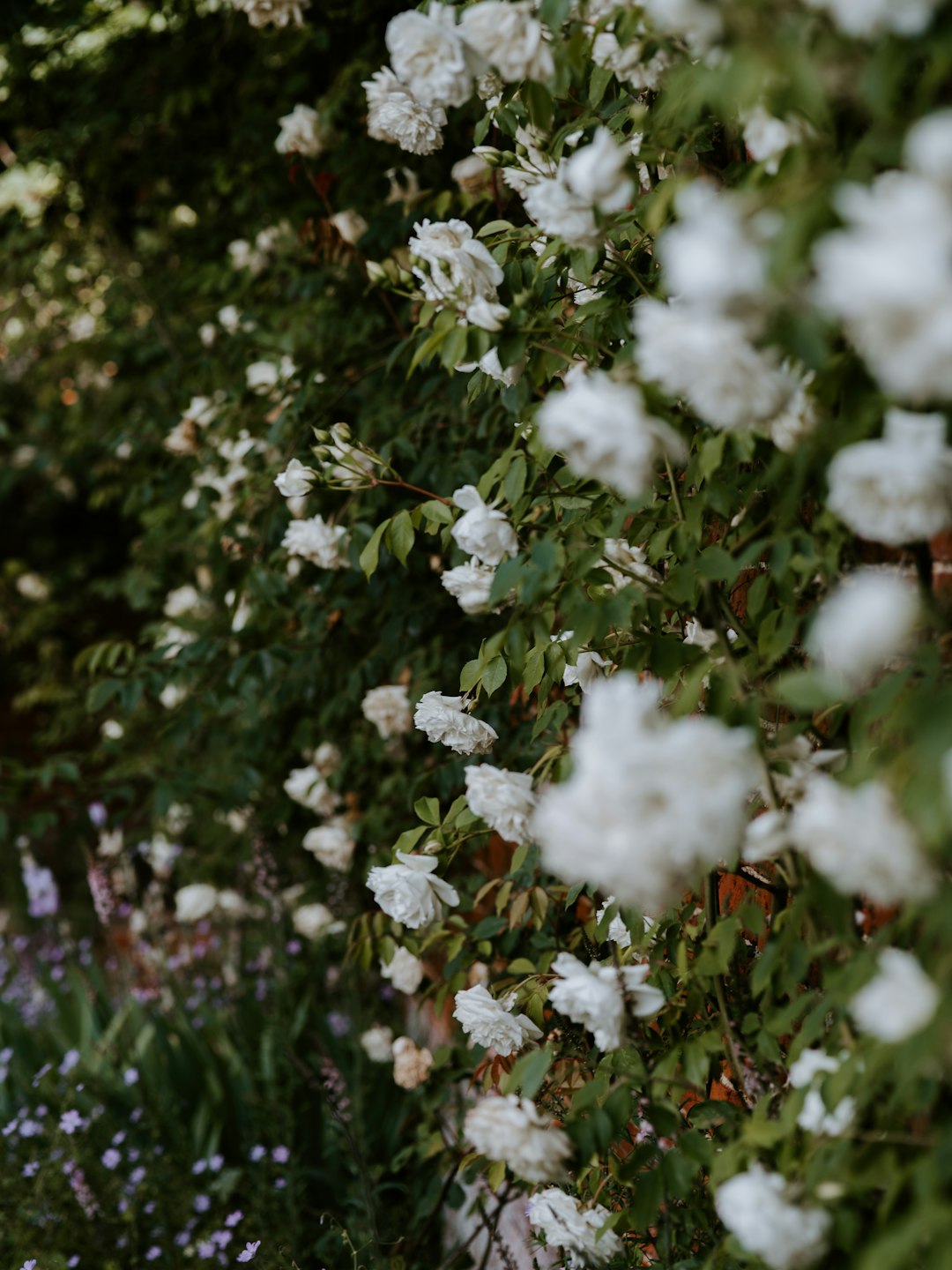shallow focus photo of white flowers