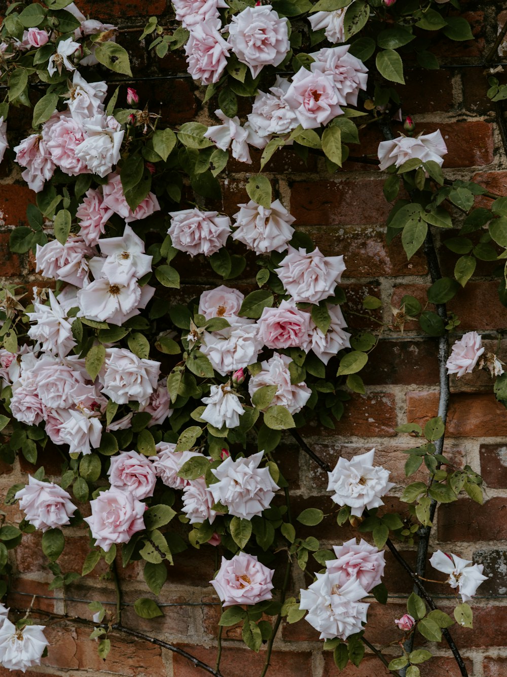 white and pink roses blooming on brick wall