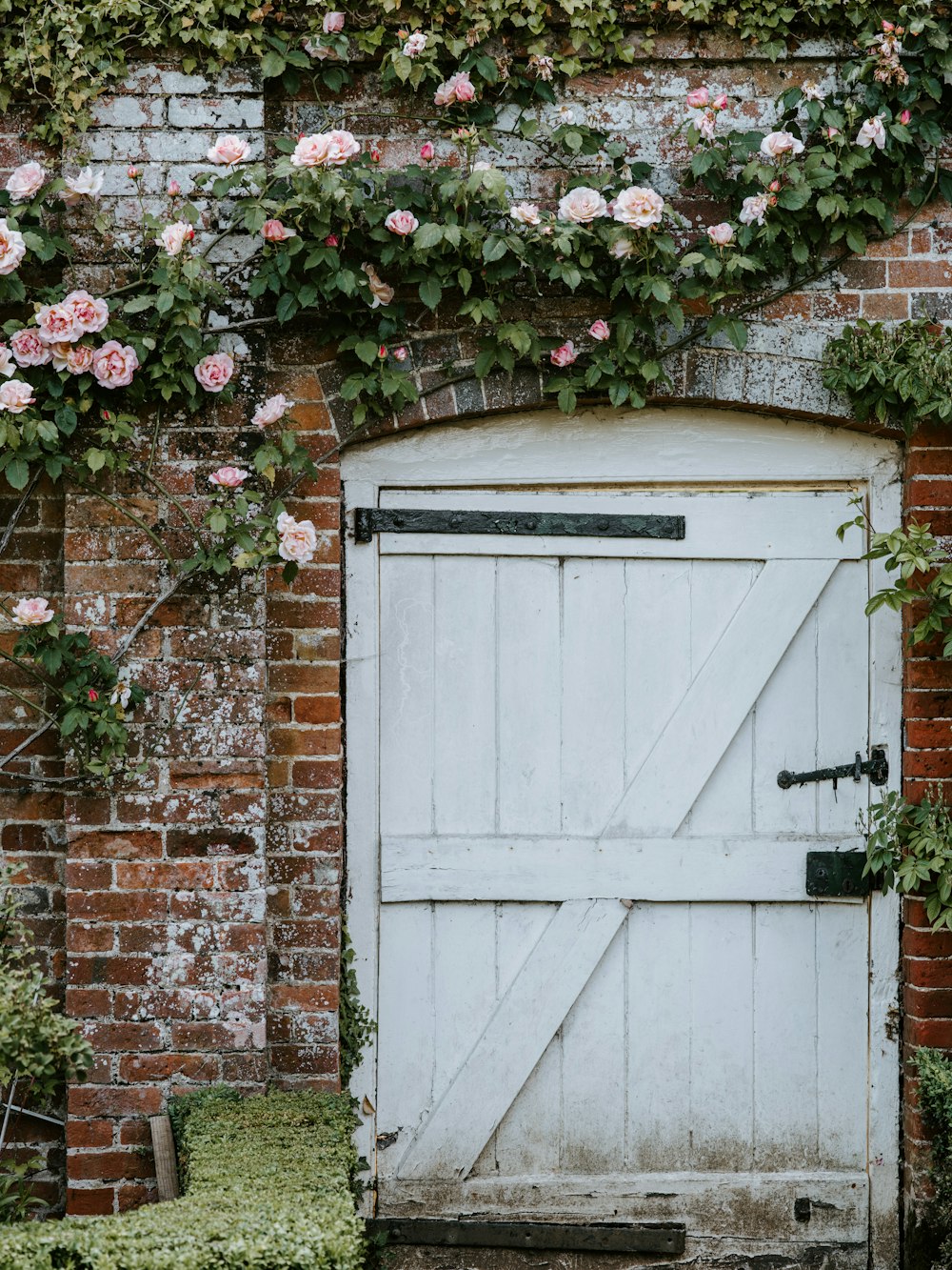 weiße Holztür, umgeben von rosa Rosenranken