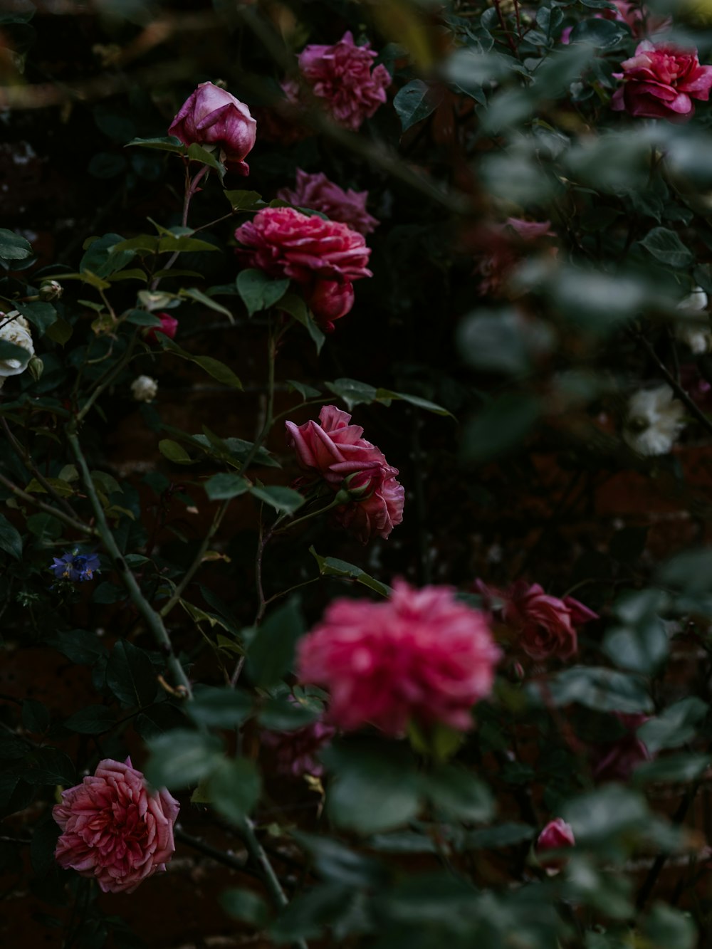 pink rose flowers