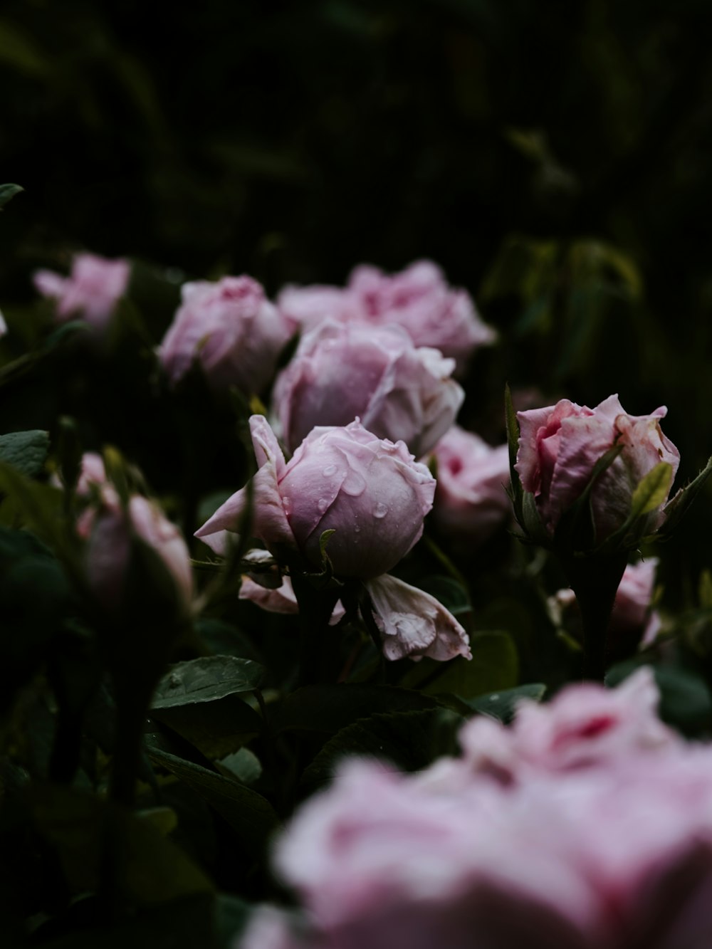 shallow focus photo of pink flowers