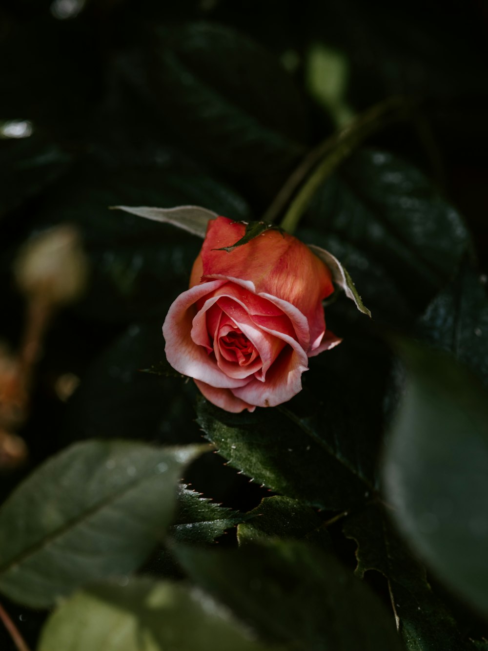 red rose flower