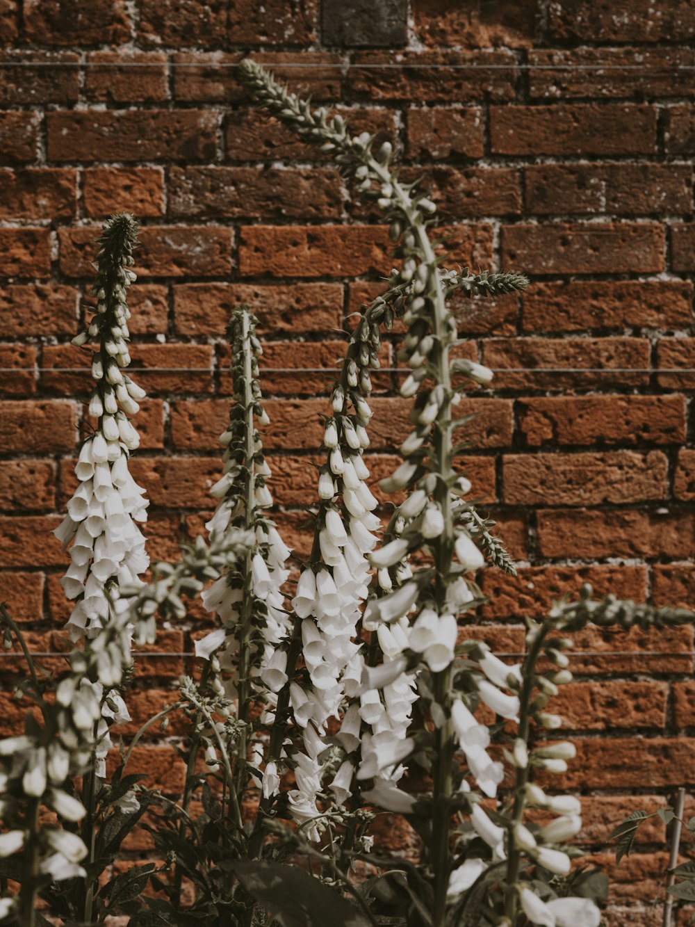 flowers near wall