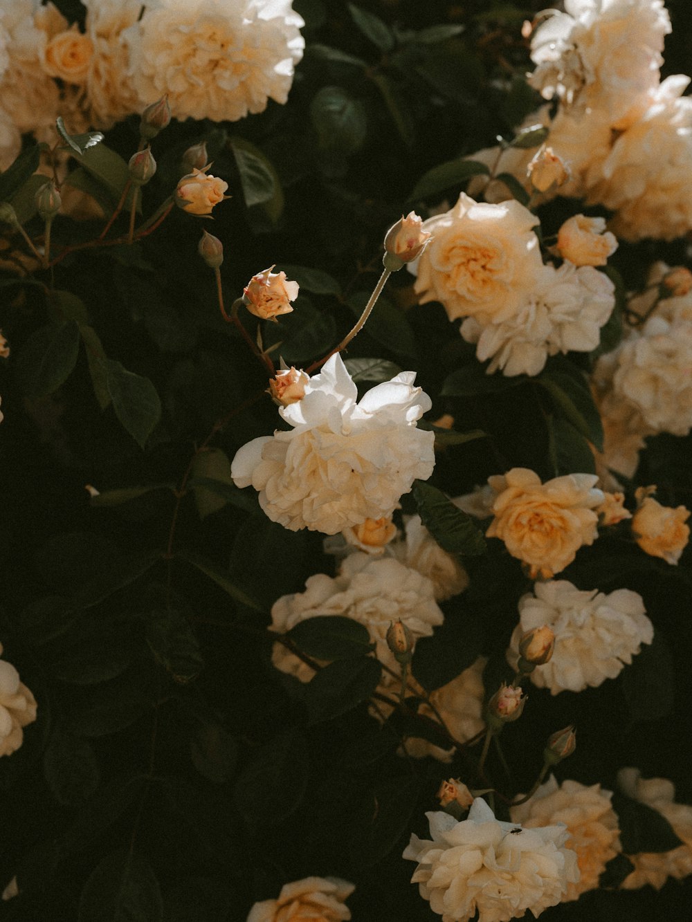 white rose flower in close-up photography