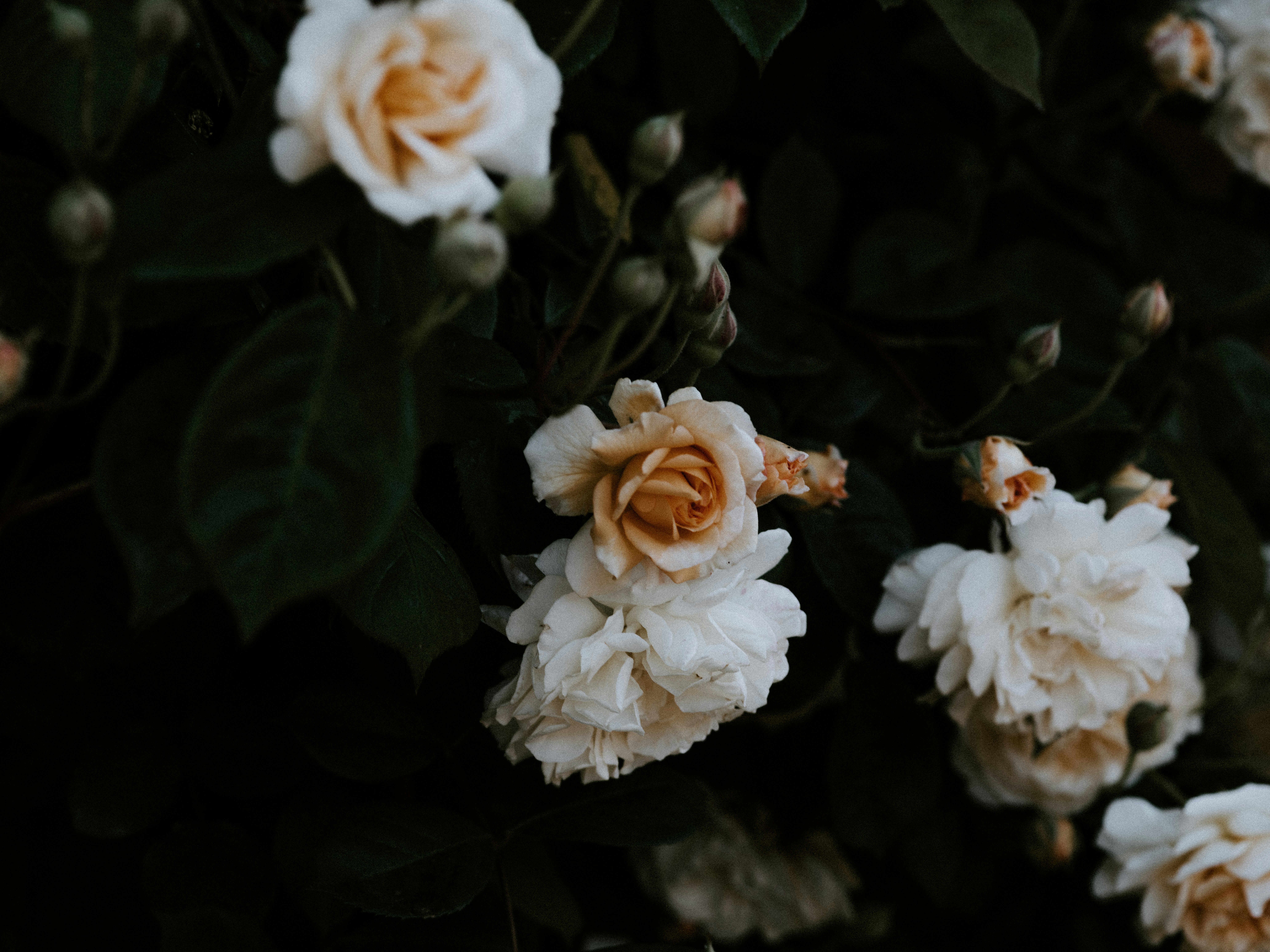 Photo by anniespratt