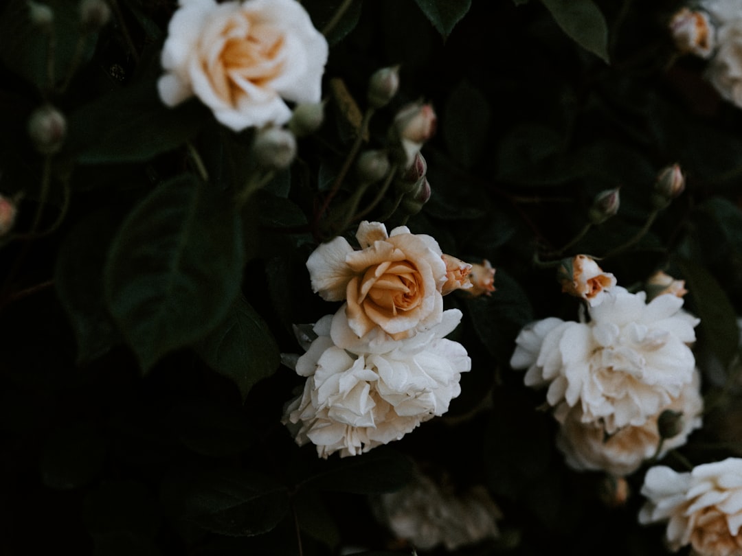 white and brown flowers blooming