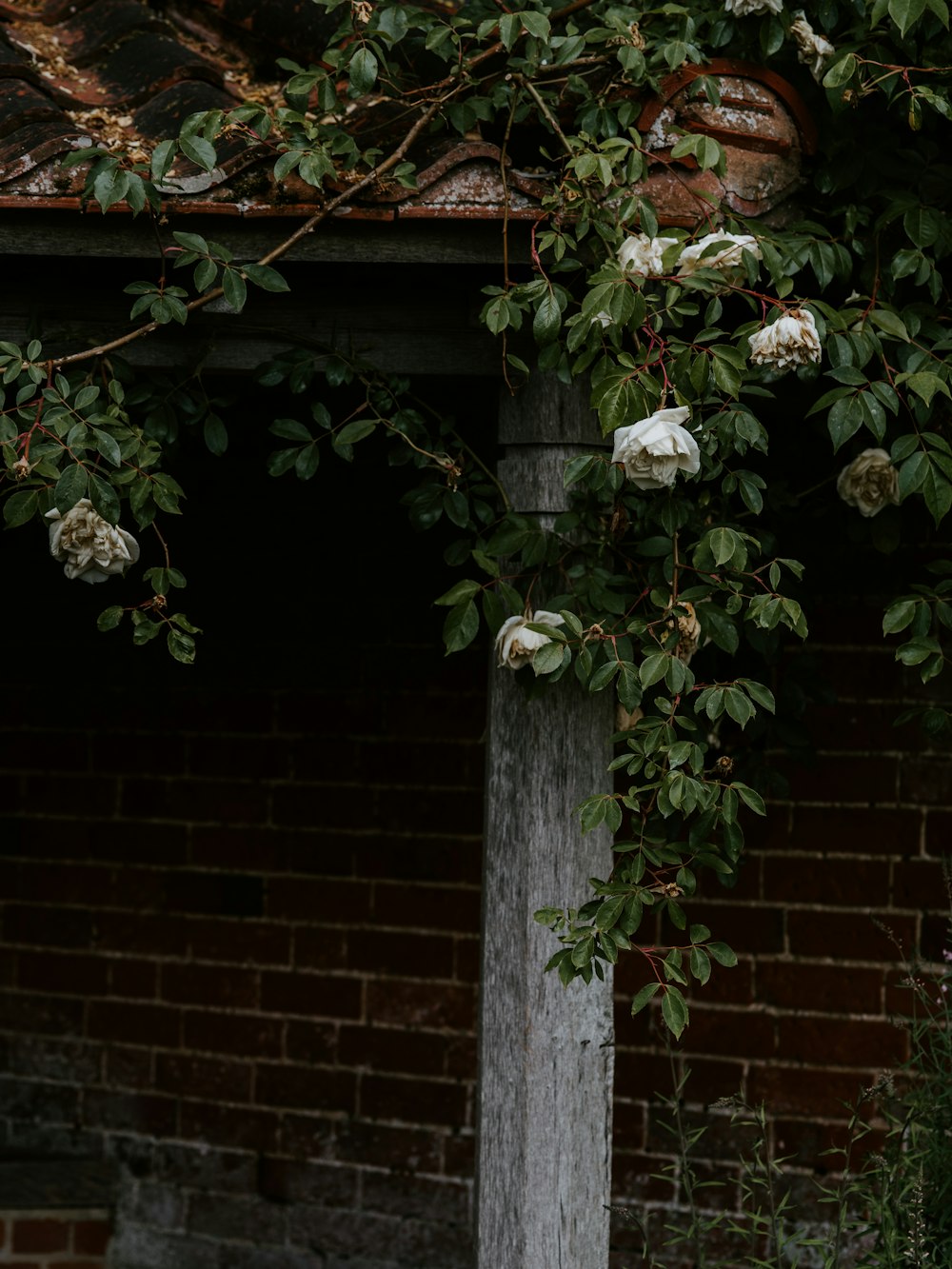 white flowers blooming from tree