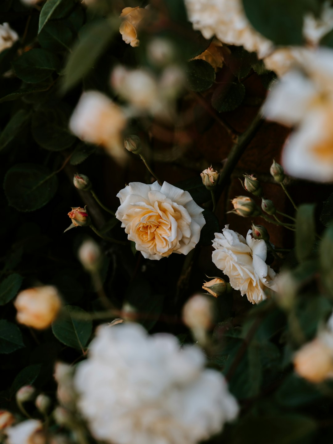 white rose flowers