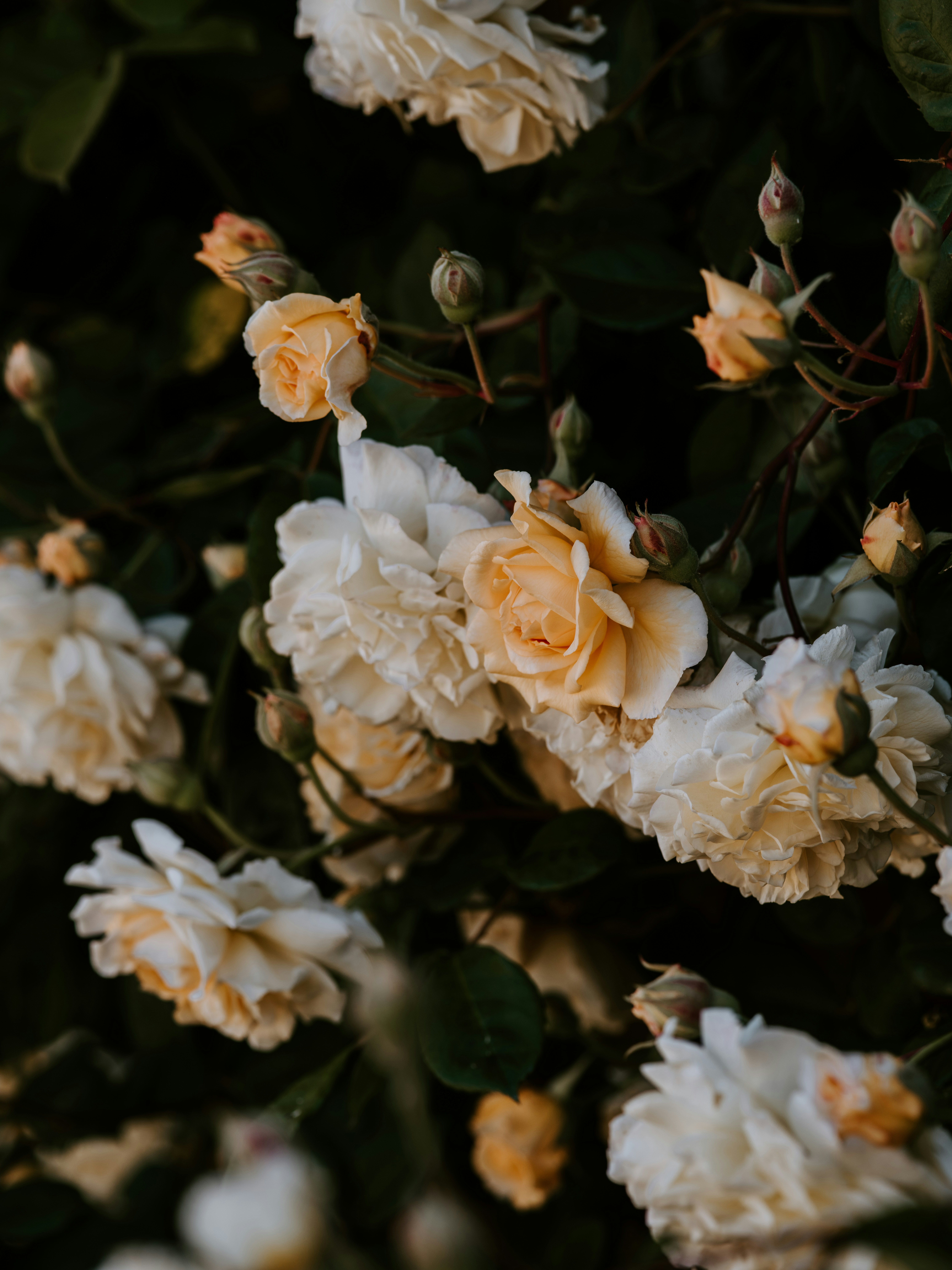 Photo by anniespratt