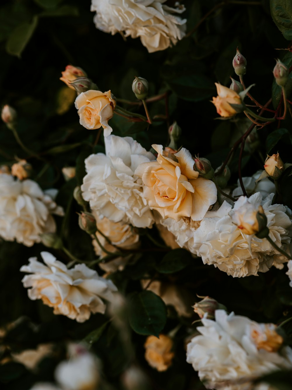 shallow focus photo of orange flowers