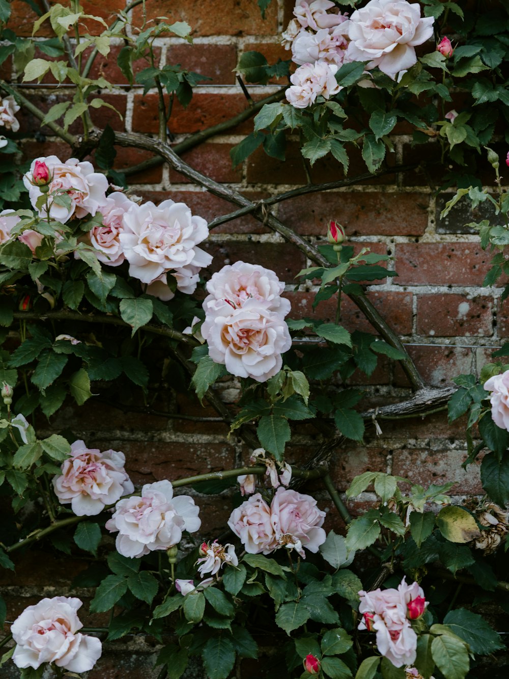 white rose bushes