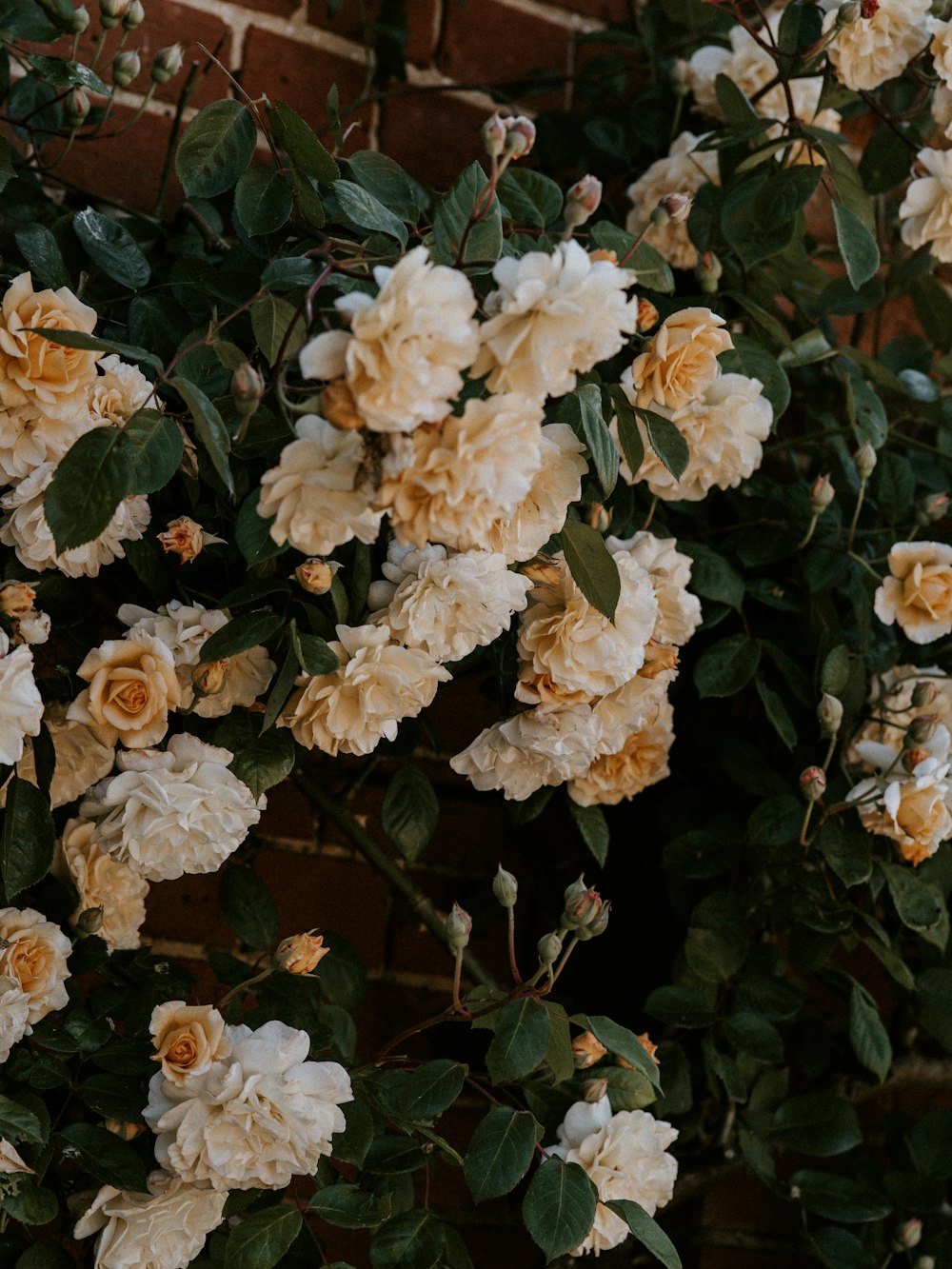 yellow-petaled flowers