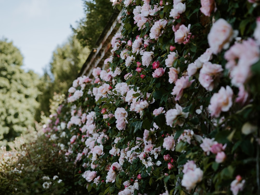 pink rose flower field